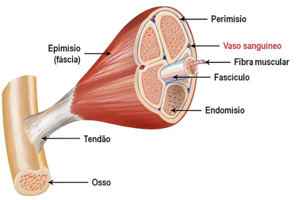 Ilustração que mostra o que é o tendão e como se insere ao osso